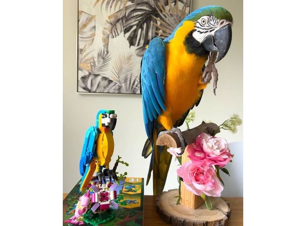 لگو کریتور 3 در 1 مدل طوطی کمیاب (31136), image 12