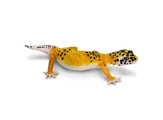 گکو پلنگی, image 3