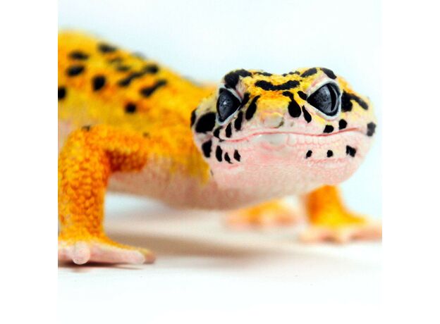 گکو پلنگی, image 2