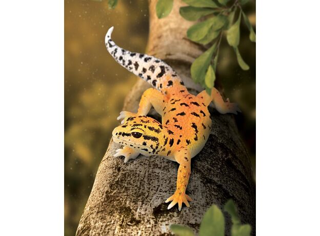 گکو پلنگی, image 5