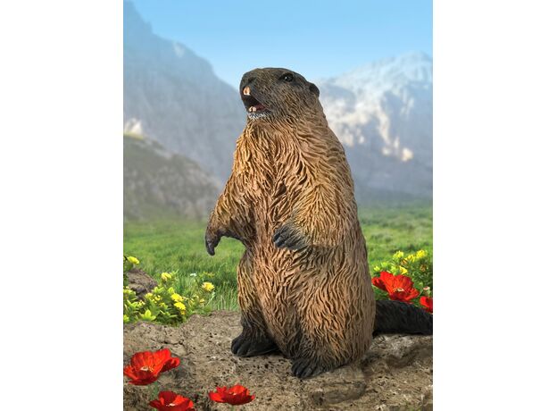 مارموت, image 3