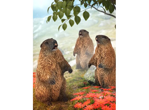 مارموت, image 2