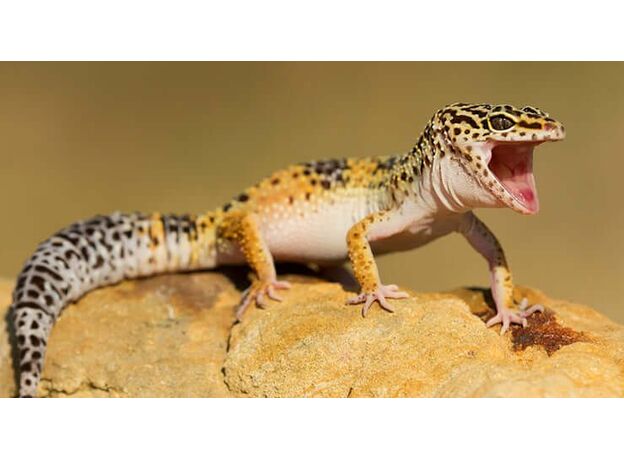 گکو پلنگی, image 6