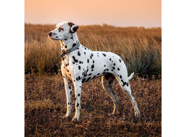 سگ دالمیشن, image 3