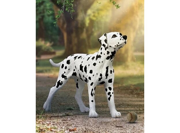 سگ دالمیشن, image 2