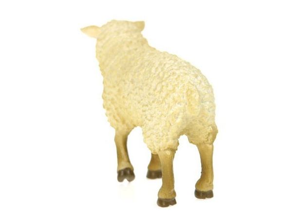 گوسفند, image 4