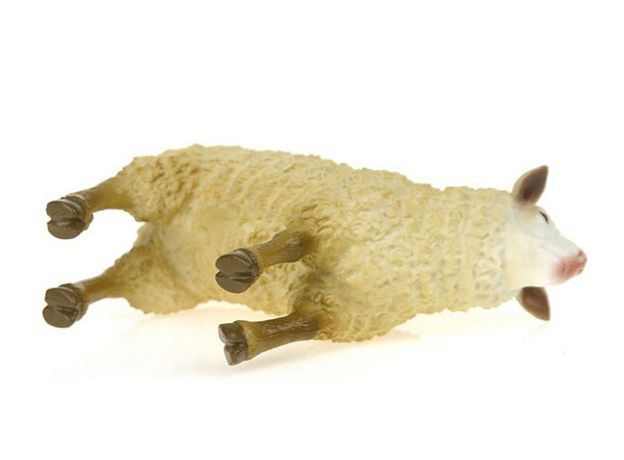 گوسفند, image 5