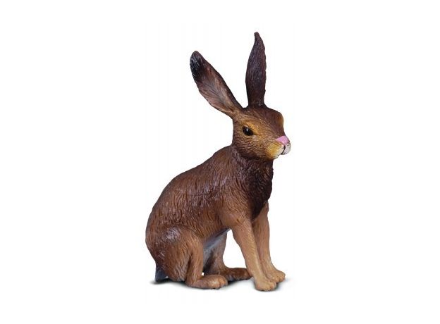 خرگوش صحرایی, image 