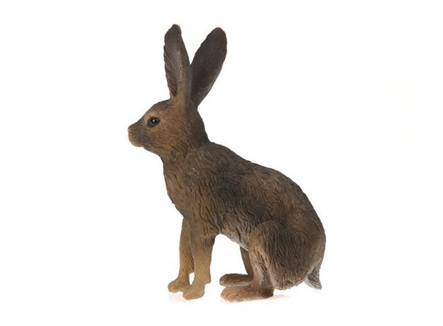 خرگوش صحرایی, image 2