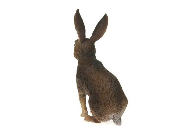 خرگوش صحرایی, image 4
