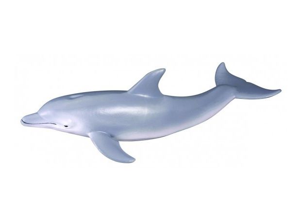 دلفین پوزه‌بطری, image 