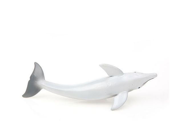 دلفین پوزه‌بطری, image 5