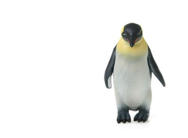 پنگوئن امپراتور, image 3