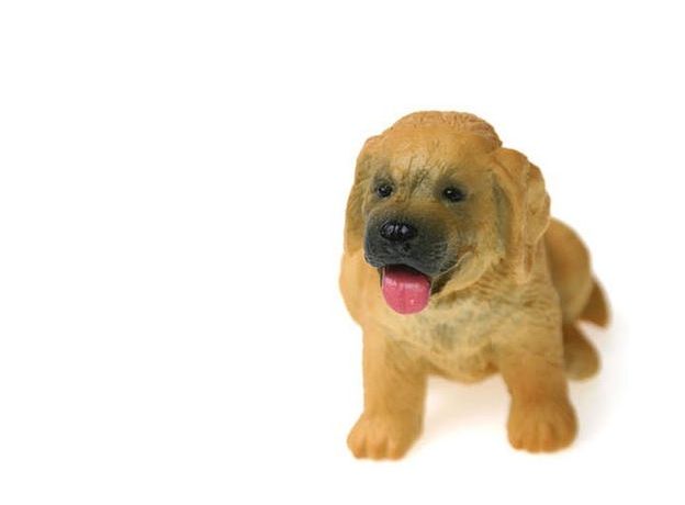 توله سگ شکاری طلایی, image 3