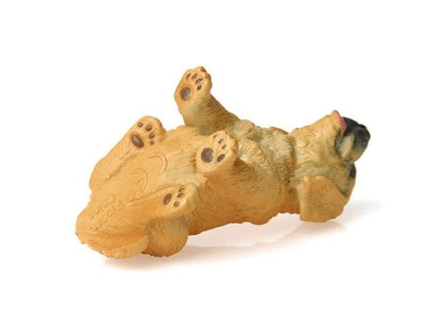توله سگ شکاری طلایی, image 5