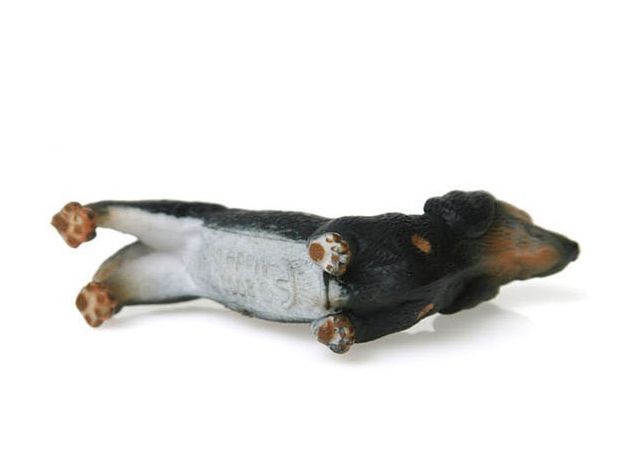 سگ داشهوند, image 5