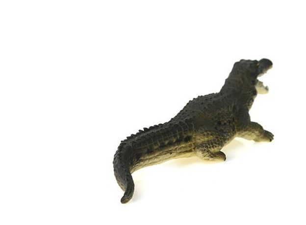 تمساح نیل, image 4