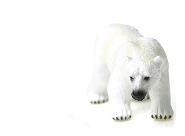 خرس قطبی, image 2