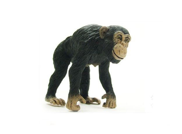 شامپانزه ماده, image 
