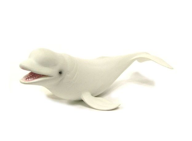 نهنگ سفید (بلوگا), image 