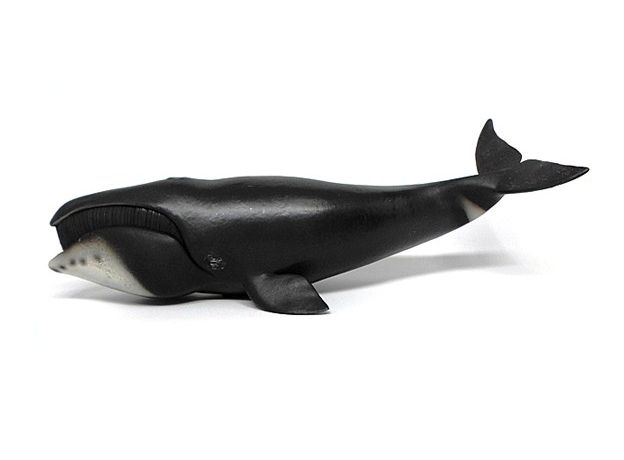 نهنگ قطبی, image 