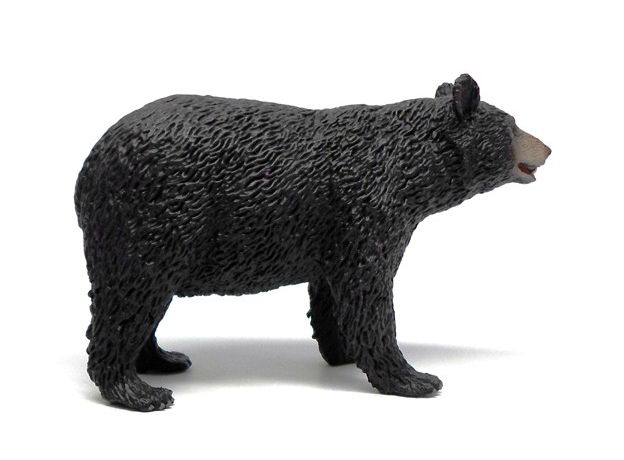 خرس سیاه آمریکایی, image 