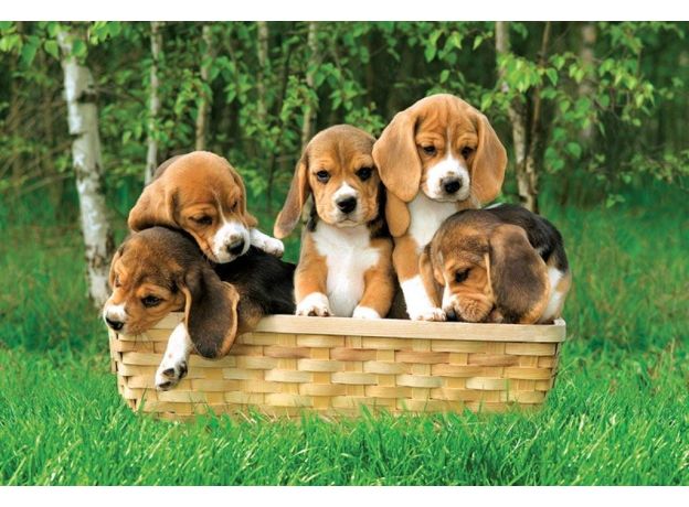 پازل 60 تکه ترفل مدل Beagle Puppies, image 2