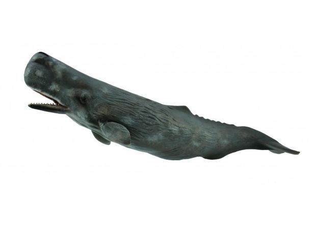 نهنگ عنبر, image 