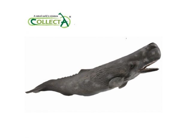 نهنگ عنبر, image 2