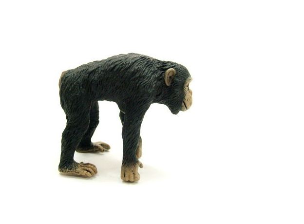 شامپانزه ماده, image 2