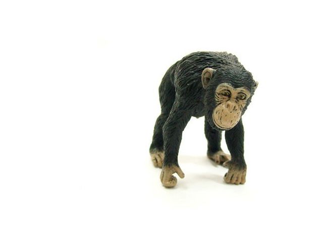 شامپانزه ماده, image 3