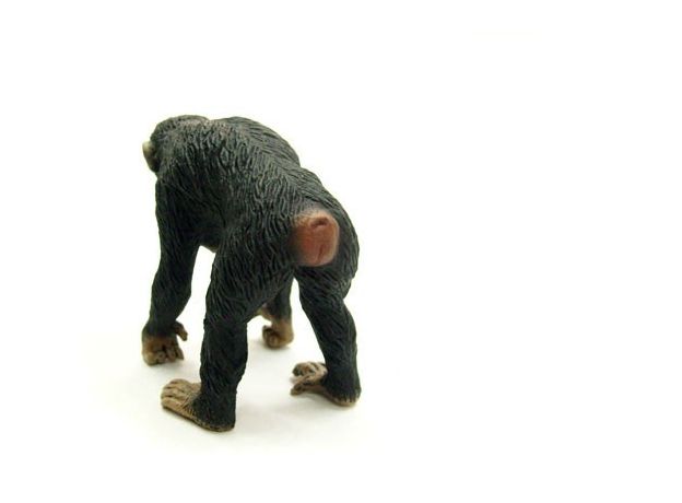 شامپانزه ماده, image 4