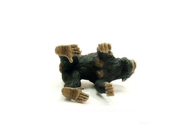 شامپانزه ماده, image 5