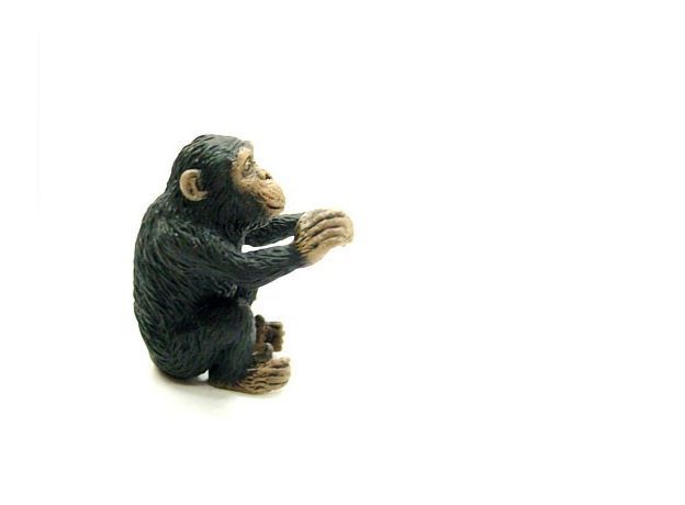 بچه شامپانزه - در حال بغل کردن, image 2