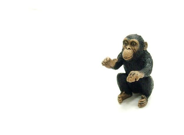 بچه شامپانزه - در حال بغل کردن, image 3