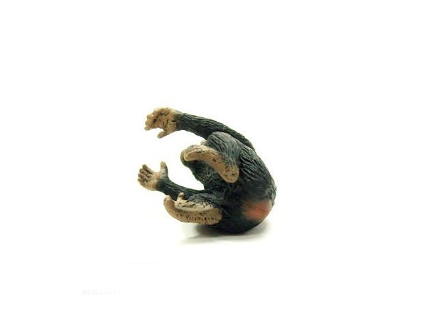 بچه شامپانزه - در حال بغل کردن, image 5