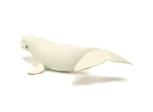 نهنگ سفید (بلوگا), image 3