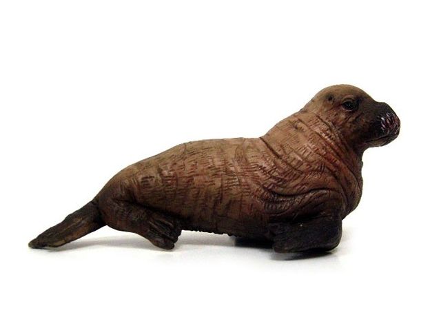 بچه گراز دریایی, image 2