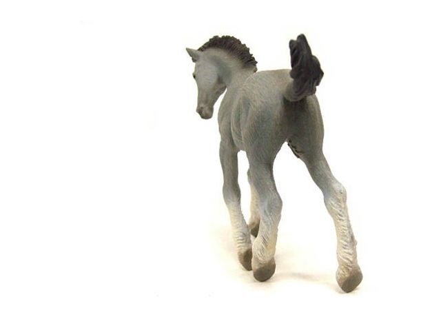 کره اسب شایر خاکستری, image 4
