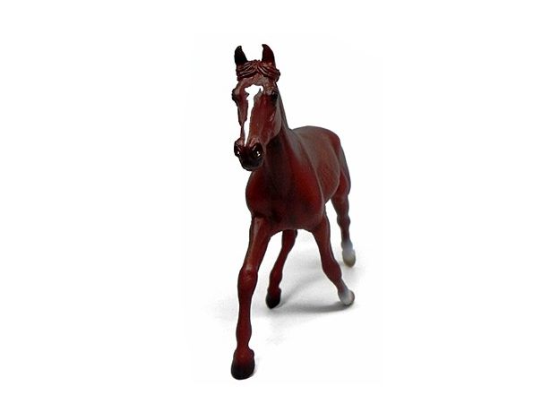 اسب نر مسابقه‌ای استانداردبرد آمریکایی کُرَنگ, image 2