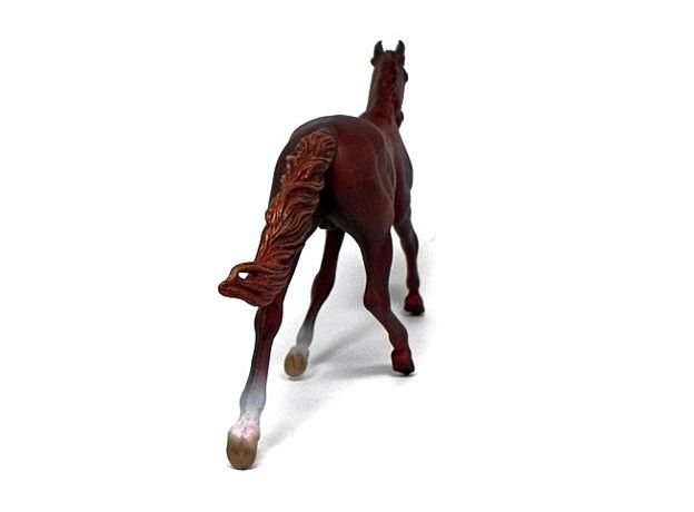 اسب نر مسابقه‌ای استانداردبرد آمریکایی کُرَنگ, image 3