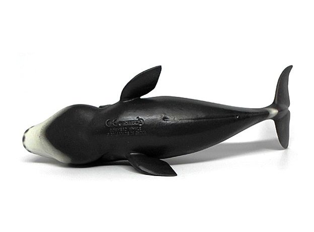 نهنگ قطبی, image 4