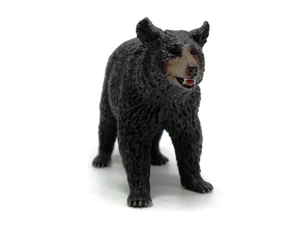 خرس سیاه آمریکایی, image 2