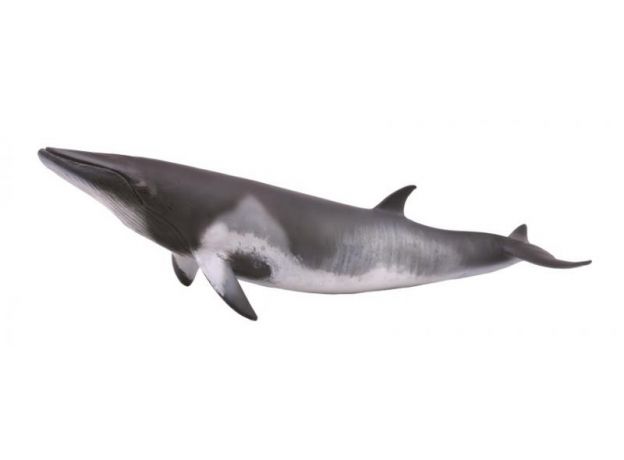 نهنگ نیزه‌ای, image 