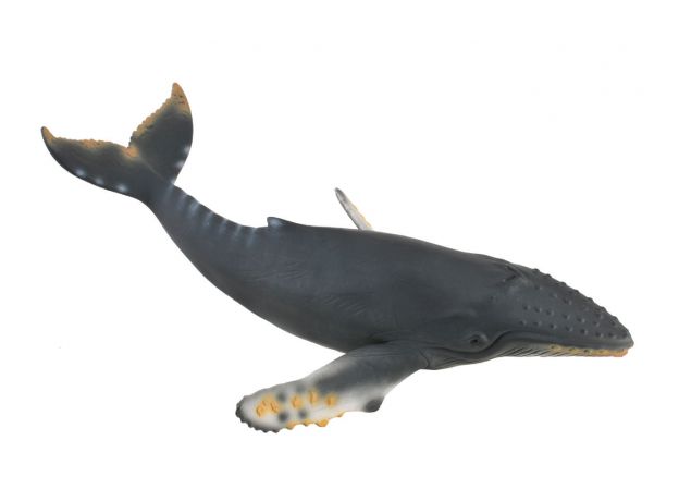 نهنگ گوژپشت یا کوهان‌دار, image 