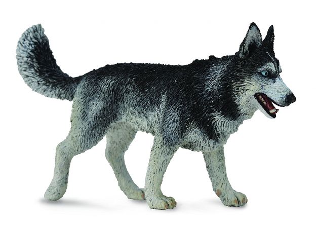سگ هاسکی سیبری, image 