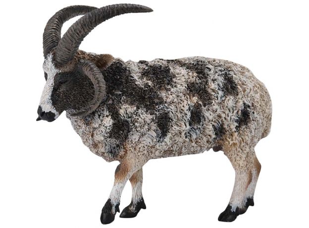 گوسفند جاکوب, image 