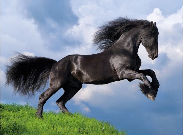 پازل 500 تکه کلمنتونی مدل اسب سیاه در دشت, image 2